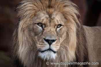 A Behavior-Manipulating Parasite May Be Leading Wildlife to the Lion’s Den