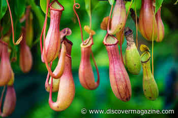 Conserving Predators of the Plant Kingdom