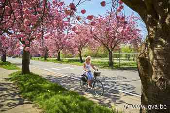Bekende roze gloed van Boniverlei ingeperkt: 23 Japanse kerselaars worden gekapt - Gazet van Antwerpen