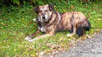 Marsberg: Weihnachtswunder für Straßenhündin Brownie - Westfalenpost