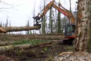 Bos gekapt langs steenweg, maar er komen nieuwe bomen