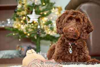 RSPCA warning: Seven unexpected dangers to pets this Christmas