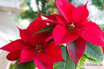 Kamloops gardeners explain how they care for fussy poinsettias | iNFOnews | Thompson-Okanagan's News Source - iNFOnews