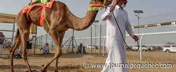 Arabie saoudite: un chameau loué 6,8 M$ pour 48 heures