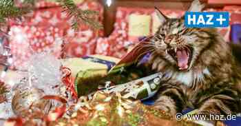 Das sollten Tierhalter an Weihnachten und Silvester beachten - Hannoversche Allgemeine