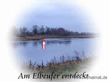 Am Elbufer entdeckt ! - Lutherstadt Wittenberg - myheimat.de