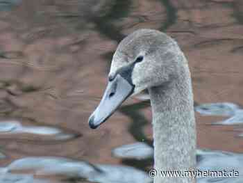 Immer mehr bekommen sie ihre weißen Federn ! - Lutherstadt Wittenberg - myheimat.de