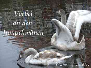 Vorbei an den Jungschwänen ! - Lutherstadt Wittenberg - myheimat.de