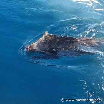 Un sanglier surpris en pleine baignade hivernale dans le golfe de Saint-Tropez