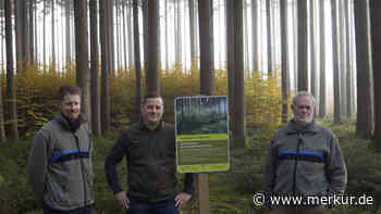 Waldumbau in Mindelheim: So sieht der Wald der Zukunft aus - Merkur.de