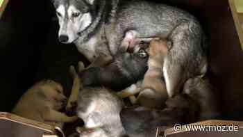 Tiere und Abenteuer: Mit dem Schlittenhund durch die Schönower Heide bei Bernau - moz.de