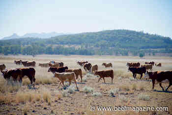 Cattle markets add Christmas cheer