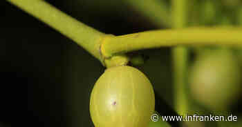 Misteln pflücken ist nur begrenzt erlaubt - alles was ihr zum "Druidenkraut" wissen müsst