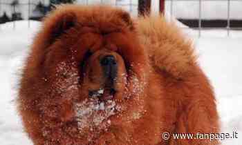 Prato, cane muore congelato: i proprietari lo hanno tenuto per giorni al gelo sul balcone di casa - Fanpage.it