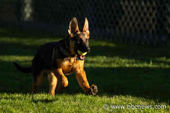 Biden White House welcomes new German shepherd puppy