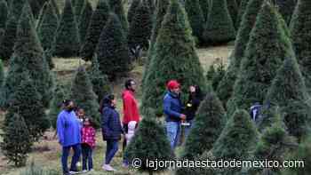 Piden productores comprar árboles de navidad del país libres de plagas - La Jornada Estado de México