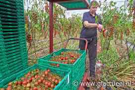 Glasgroentelers halen topinkomen ondanks duur gas - GFactueel.nl - Groenten en Fruit Actueel
