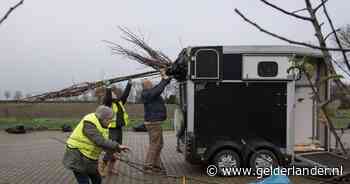 Inwoners van Buren halen met Volkswagen Kever of paardentrailer gratis fruitboom op - De Gelderlander