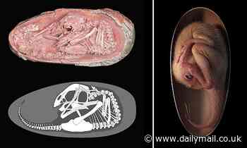 Fossils: Exquisitely preserved dinosaur embryo discovered inside a 72 million-year-old EGG in China