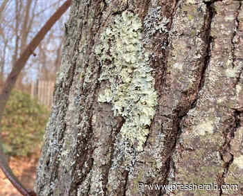 Maine Gardener: There's lots to learn about lichen and moss - pressherald.com
