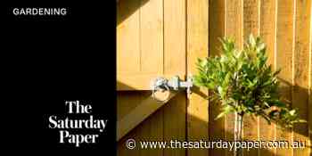 Life as a wayward gardener - The Saturday Paper