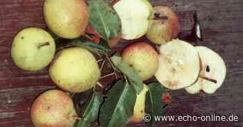 Erhaltung alter Obstsorten in Lampertheim - Echo-online