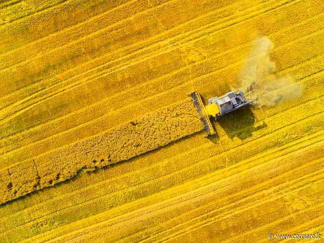 L’Ispra: troppi pesticidi nelle acque italiane, superati i limiti europei - Corriere della Sera