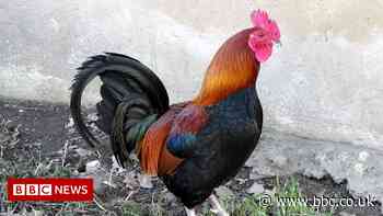 Blackpool couple prosecuted over 'nightmare' noisy cockerels