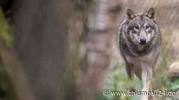 Traunstein/Berchtesgadener Land: LfU Bayern: Wolf als Verursacher sehr wahrscheinlich - Herdenschutz dringe... - chiemgau24.de