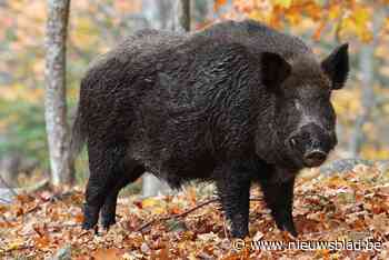 Dertig everzwijnen gedood tijdens stille drukjacht in Bilzen - Het Nieuwsblad