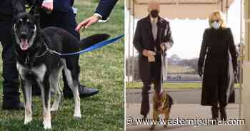Biden Kicks Rescue Dog to Curb, Brings in a Newer Model