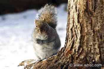Squirrels force St. Paul park to scale back holiday lights