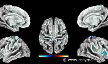 Brain region linked to genital touch in women is discovered
