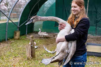 Dresden: Sie standen kurz vor dem Aus - Wildvogel-Retter starten wieder durch - TAG24