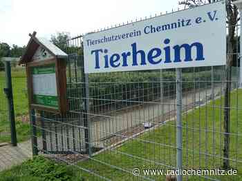 Vermittlungsstopp in Chemnitzer Tierheimen - Radio Chemnitz