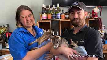 Hop behind the bar, mate. Country pub doubles as wildlife rescue centre