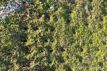 Nuove luci e manto erboso per lo stadio di Trani: un bel regalo di Natale per la città - TraniViva