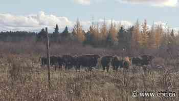 How a northern Ontario community is rallying in search of escaped bison