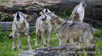 Avviato anche nel VCO il monitoraggio del lupo sull'arco alpino - OssolaNews.it