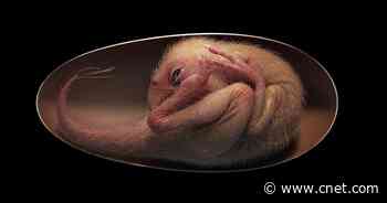 See a remarkable baby dinosaur embryo perfectly preserved inside an egg     - CNET