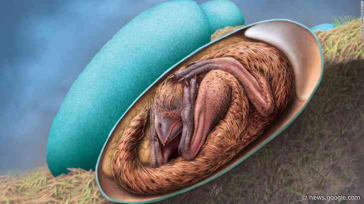 Perfectly preserved baby dinosaur discovered curled up inside its egg - CNN
