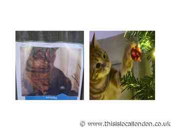 Deck The Halls (with donations!) - Neeraja Govindan, Greenshaw High School