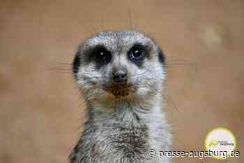 Zoo Augsburg | Freier Eintritt am 24.12. für Kinder bis 15 Jahren | Presse Augsburg - Presse Augsburg