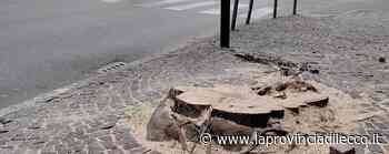 Lecco. Fanno troppo buio Via gli alberi da via Pasubio - La Provincia di Lecco