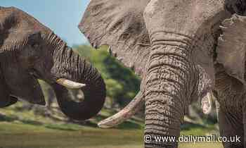 Young male elephants are more aggressive when fewer older males are present, study says