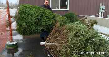 After the holidays, trade your Christmas tree for a sapling in Cayuga County - Auburn Citizen