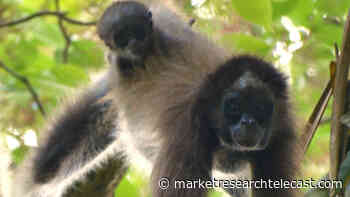 The fight for the last forest of the western plains of Venezuela and home of the spider monkey, a criticall... - Market Research Telecast