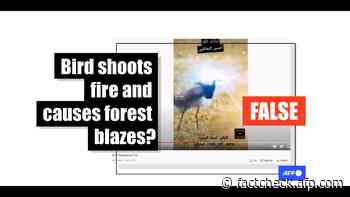 Posts falsely claim video shows fire-emitting bird that causes forest fires - AFP Factcheck