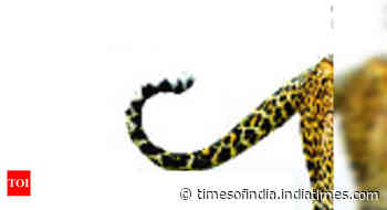 Leopard that visited Thane heading back to the forest? - Times of India
