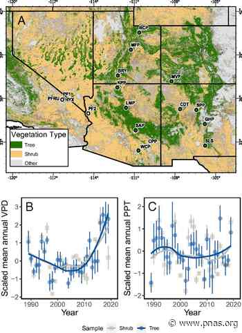 Rapid increases in shrubland and forest intrinsic water-use efficiency during an ongoing megadrought - pnas.org